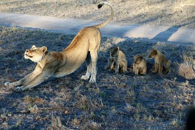 Lioness and cubs