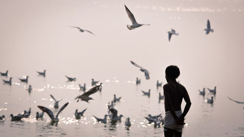 Boy looking at birds in sea during sunset