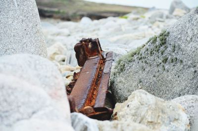 Close-up of crab on rock