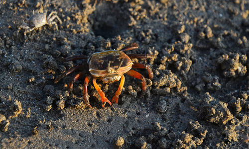 Close-up of insect