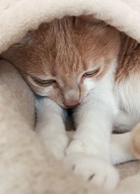 Close-up of cat sleeping