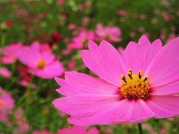 Close-up of pink cosmos flower