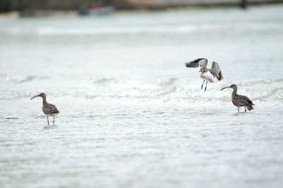 Ducks on sea shore