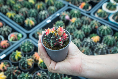 Cropped hand holding potted plant