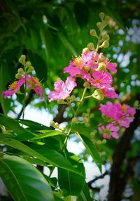 Close-up of pink flowers blooming outdoors