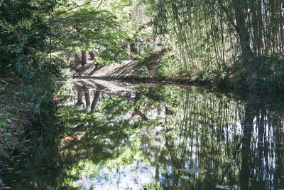 Scenic view of lake in forest