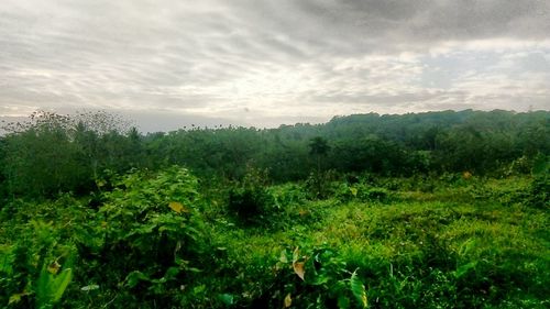 Scenic view of forest against sky