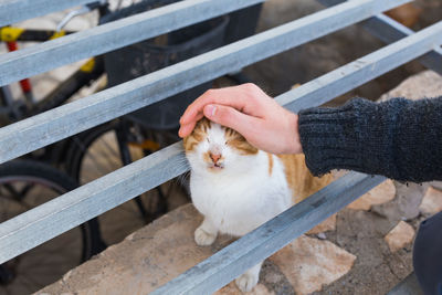 Midsection of person holding cat on wood