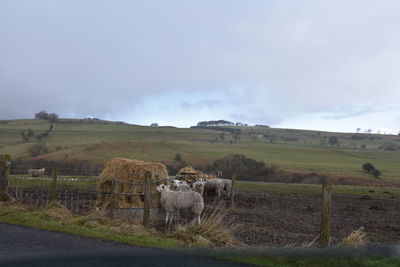 Cows grazing on field against sky