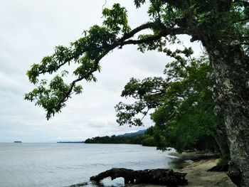 Scenic view of trees and landscape against sky