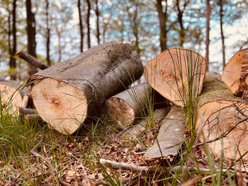 Close-up of tree trunk