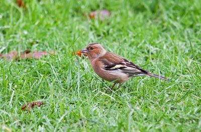 Bird on grassy field