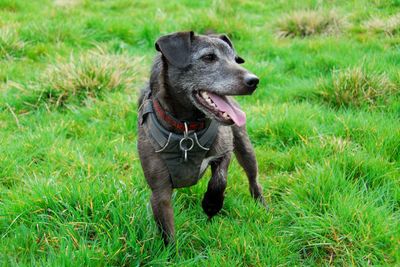 Dog looking away on field