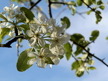 Close-up of apple blossoms in spring