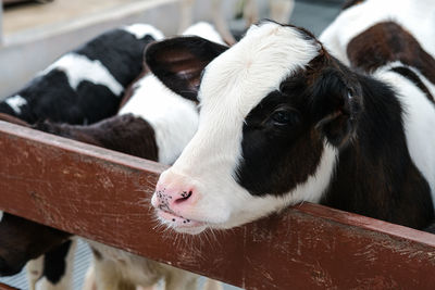 Close-up of cow