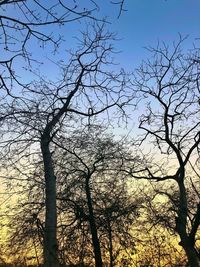 Low angle view of silhouette bare tree against sky