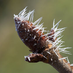 Close-up of insect on flower