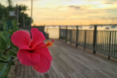 Close-up of red hibiscus against blurred background
