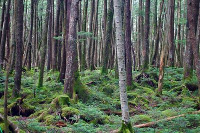 Trees in forest