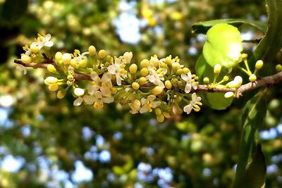 Close-up of flowers blooming on tree