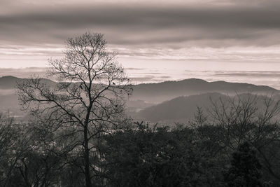 Silhouette tree on landscape against sky during sunset