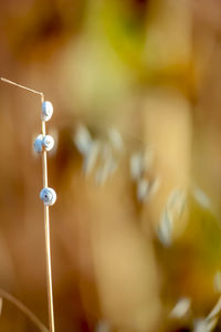 Close-up of water drops on wood