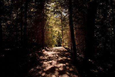 Footpath amidst trees in forest