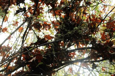 Low angle view of tree