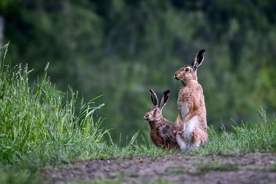 Deer in a field