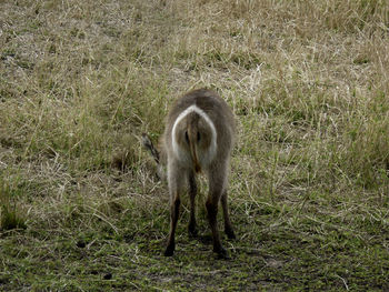 Horse grazing on field