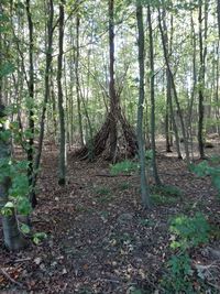 View of trees in forest