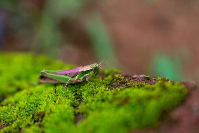  close up of grasshoper resting on green mosses