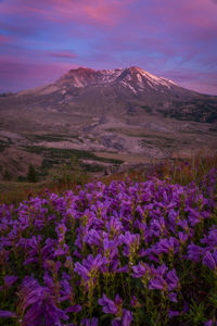 Purple flowering plants on field against sky