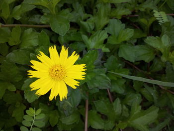 Close-up of yellow flowers blooming outdoors