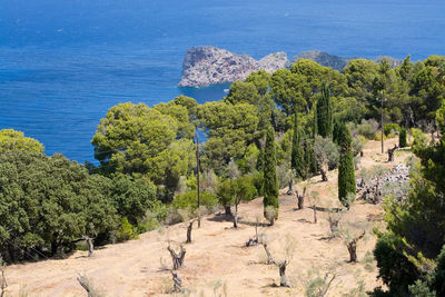 Trees on landscape by sea