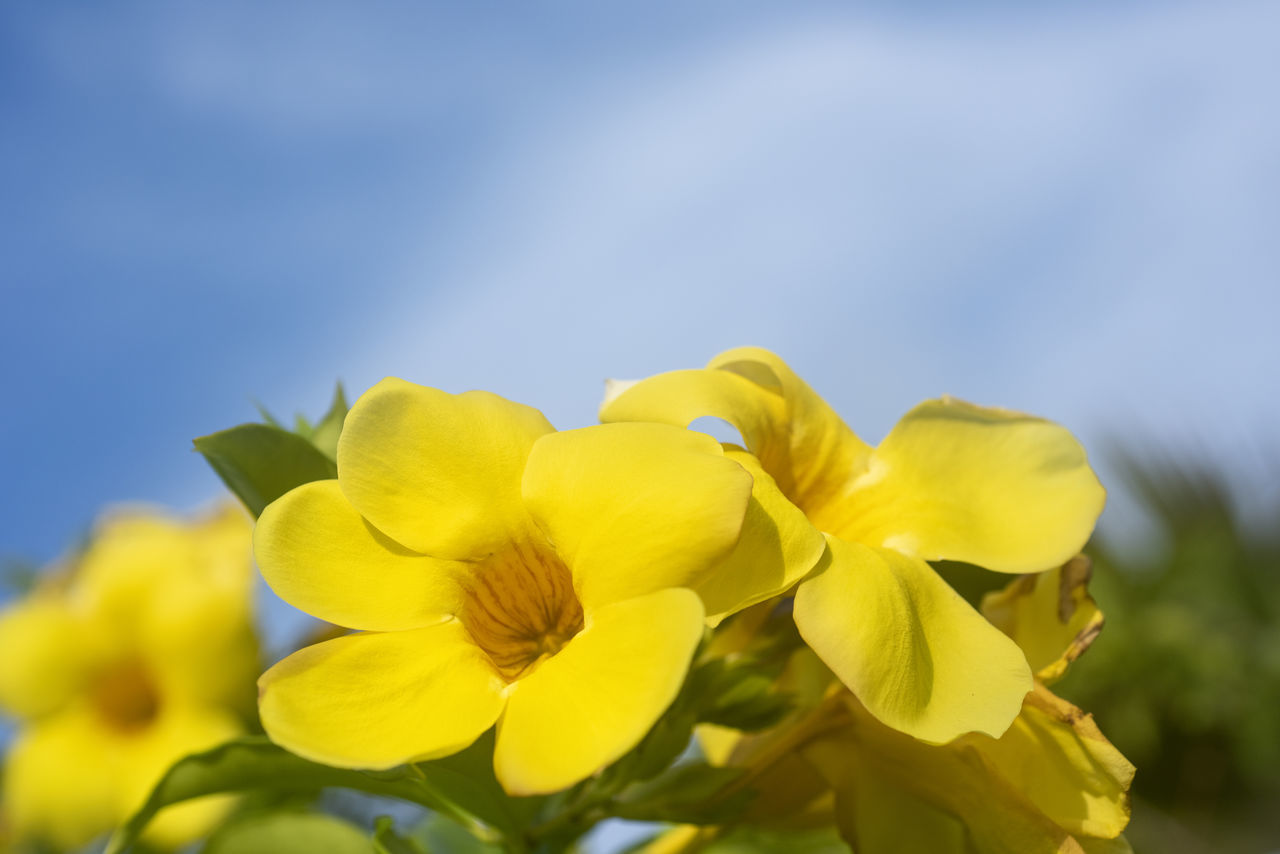 CLOSE-UP OF YELLOW FLOWER AGAINST BLUE SKY