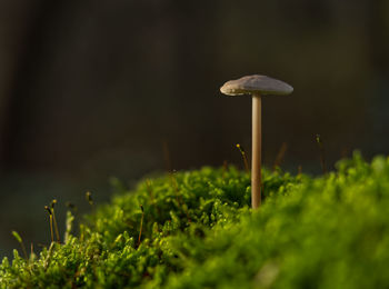 Close-up of mushroom growing on field