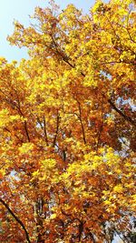 Low angle view of tree against sky