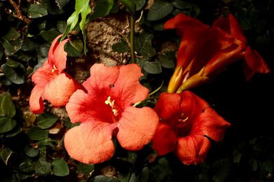 Close-up of red rose flowers