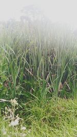 Close-up of fresh plants in field against sky