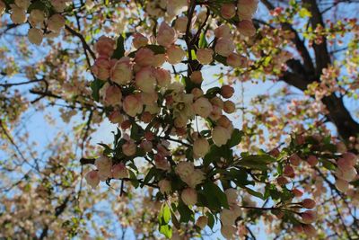 Low angle view of cherry blossoms in spring