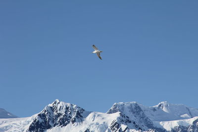 Low angle view of seagull flying against clear blue sky