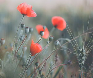 Close-up of red poppies growing on field