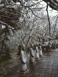 Bare trees in cemetery