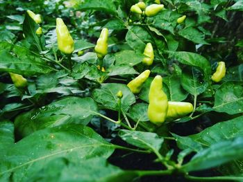 Close-up of fresh green plants