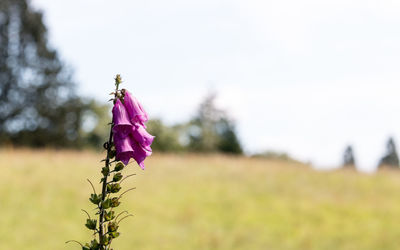 Close-up of flower blooming against sky