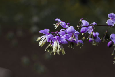 Close-up of fresh purple flowers