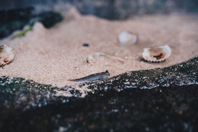 High angle view of crab on sand