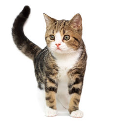 Portrait of tabby cat against white background