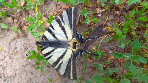 High angle view of butterfly on land